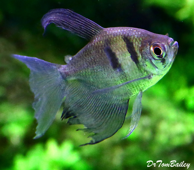 Premium Long Fin Black Skirt Tetra