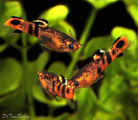Premium MALE, New &amp; Rare, Picta Livebearer, Nano Fish