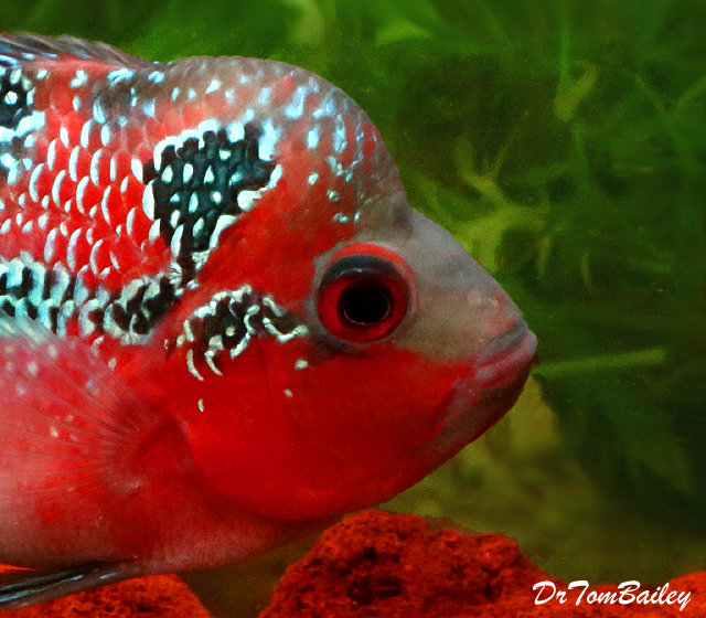 Premium Rare Super Red Dragon Flowerhorn Cichlid