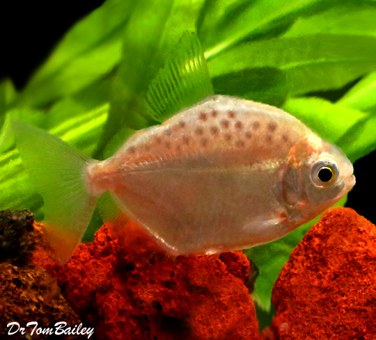 Premium Spotted Silver Dollar Fish