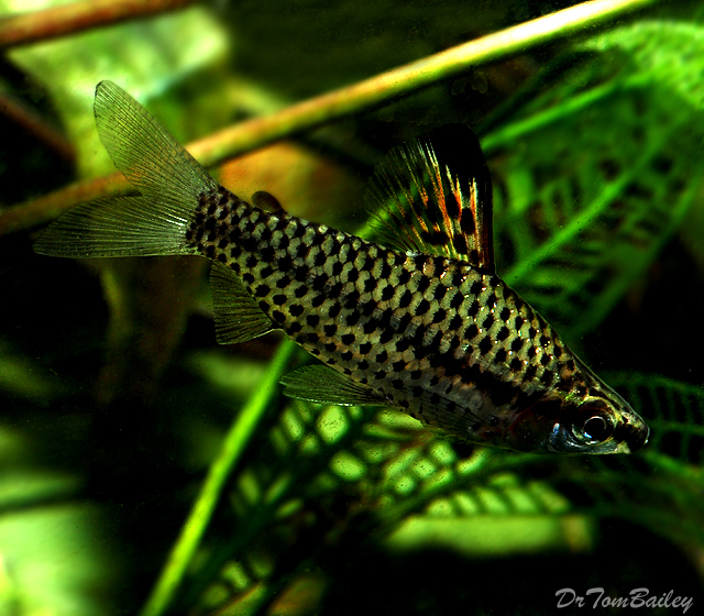 Premium WILD, Chilodus Spotted Headstander, Chilodus punctatus