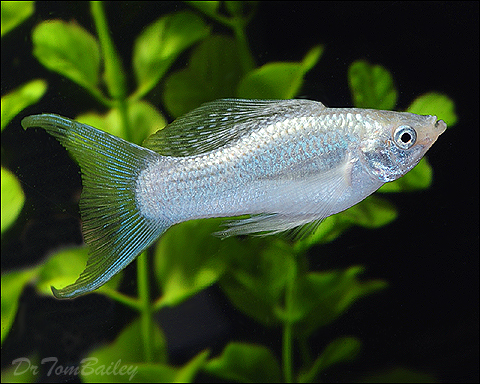 Premium Silver Lyretail Molly, on SALE
