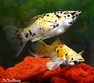 Premium Rare Creamsicle Dalmatian Lyretail Molly