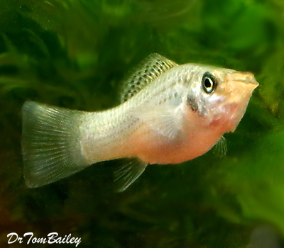 Premium FEMALE Green Sailfin Molly, on SALE, was $8.99