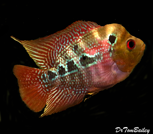 Premium Rare and New, Neo-Dragon Flowerhorn Cichlid