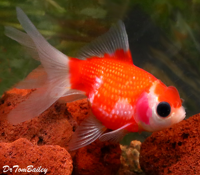 Premium Rare Assorted Crown Pearlscale Goldfish