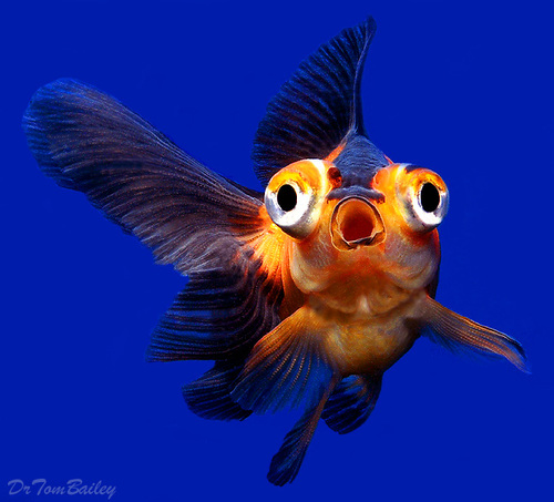 Premium Rare Red and Black Telescope Goldfish