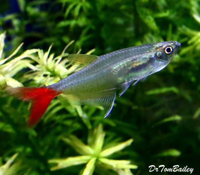 Premium Rare and New, Glass Bloodfin Tetra