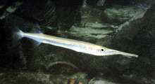 Premium WILD, Silver Needlenose Gar