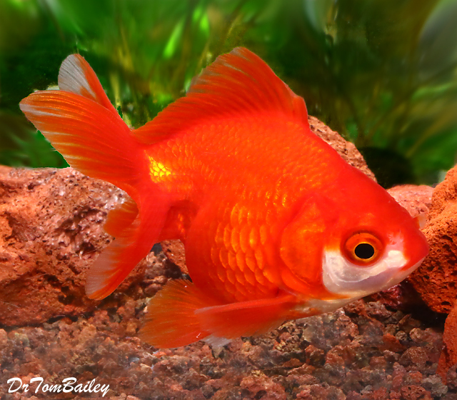 Premium Short-Tail Red Ryukin Goldfish