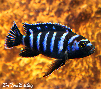 Premium Demasoni Dwarf Mbuna Cichlid from Lake Malawi