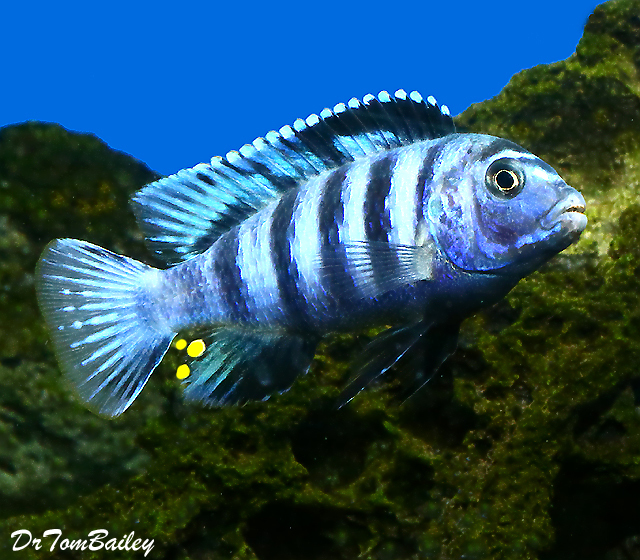Premium Saulosi Dwarf Mbuna Cichlid from Lake Malawi