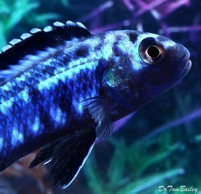 Premium New Electric Blue Melanochromis Johanni