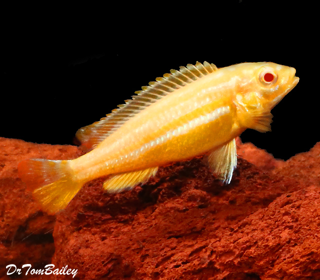 Premium Rare Lake Malawi Albino Melanochromis Auratus Mbuna Cichlid