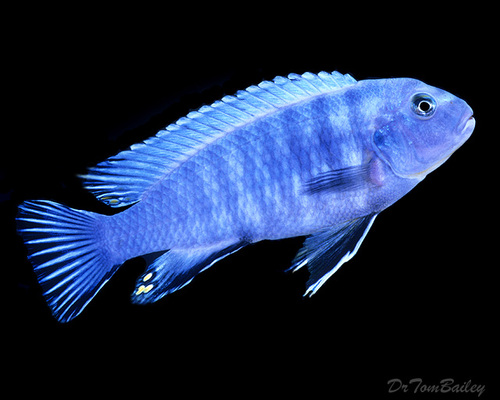 Premium Socolofi Mbuna Cichlid from Lake Malawi