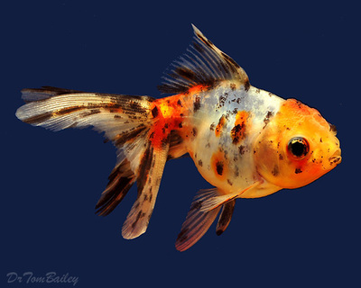 Premium Calico Oranda Goldfish
