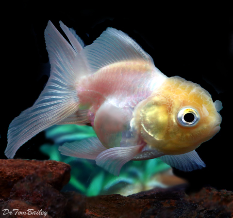 Premium Rare Pearl White Oranda Goldfish