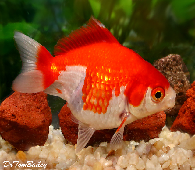 Premium Red &amp; White Short-Tail Ryukin Goldfish