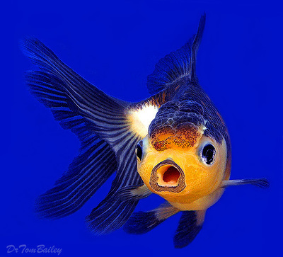 Premium Rare Panda Oranda Goldfish