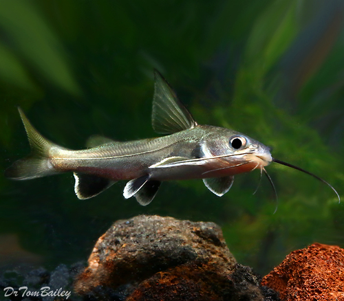 Premium WILD, Columbian Shark Catfish