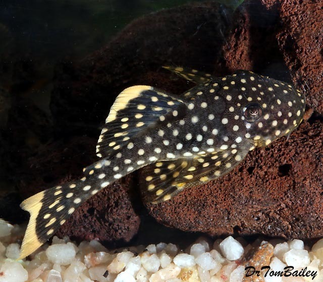 Premium WILD, Gold Nugget Plecostomus, L18