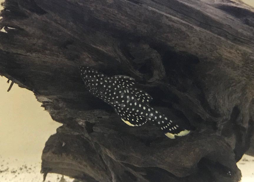 Premium Wild Gold Nugget Plecostomus L18