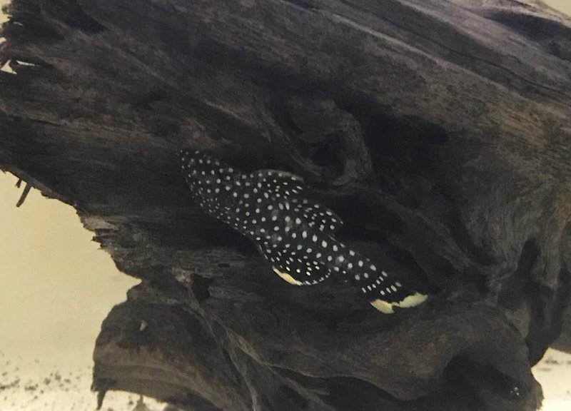 Premium WILD, Gold Nugget Plecostomus, L177