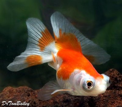 Premium Red Red & White Butterfly-Tail Telescope-Eye Goldfish