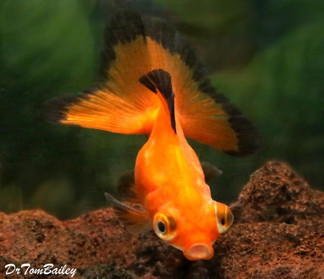 Premium Rare Red Butterfly-Tail Telescope-Eye Goldfish