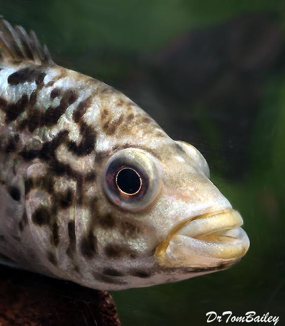 Premium Rare Cuban Tetracanthus Cichlid