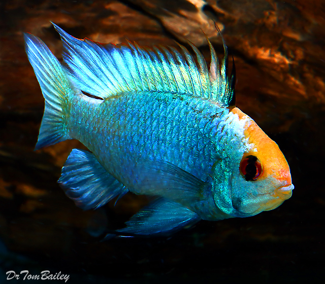 Premium New and Rare, Gold Cap Electric Blue Ram Cichlid