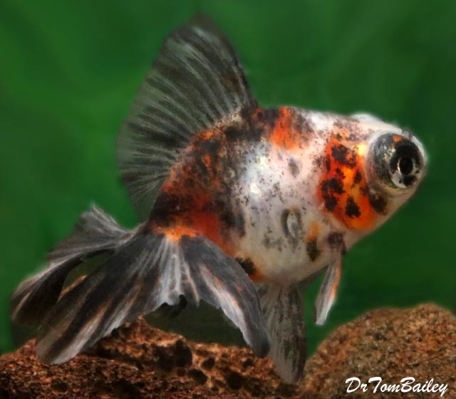 Premium Rare Calico Butterfly-Tail Telescope-Eye Goldfish