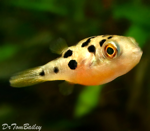 Premium WILD, Freshwater Dwarf Pufferfish, Nano Fish, on SALE