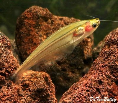 Premium Rare New, WILD Striped Yellow Glass Catfish