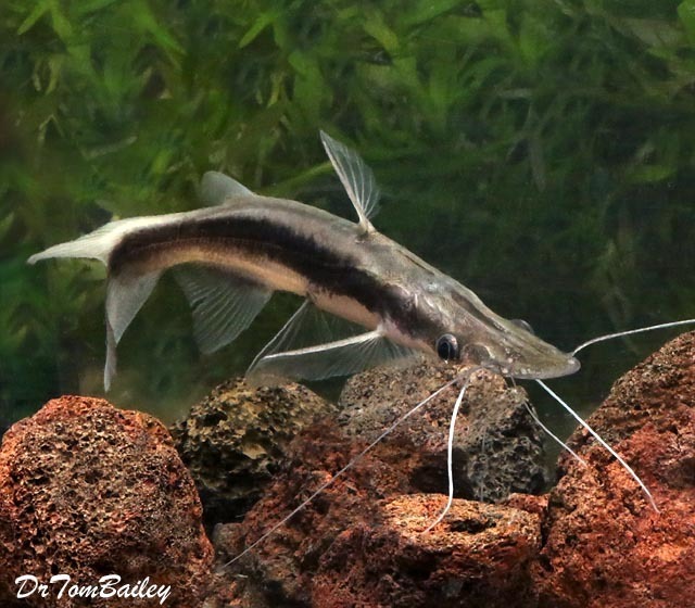 shovelnose catfish care