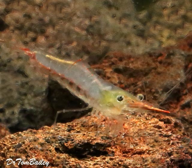 Premium Pinocchio Shrimp