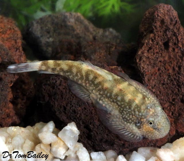 Premium Rare Zebra Butterfly Loach