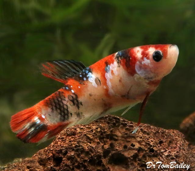 Premium FEMALE Rare Showa Koi Betta Fish