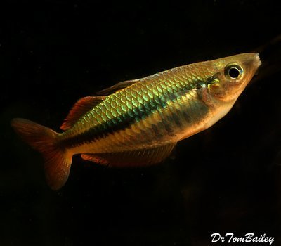 Premium Rare and New, Alleni Wapoga Rainbowfish