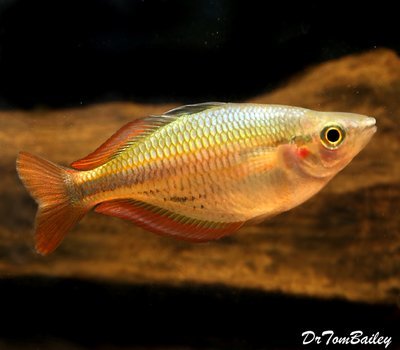 Premium New and Rare, Aru II Rainbowfish
