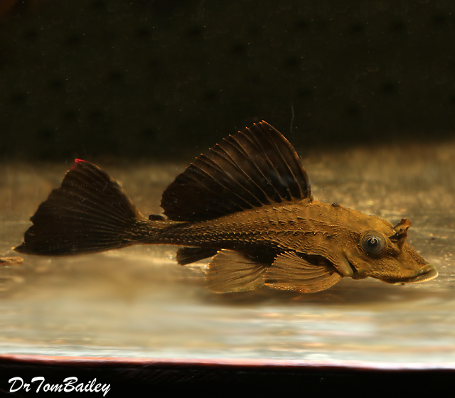 Premium WILD, Rare and New, Rhino Plecostomus Catfish