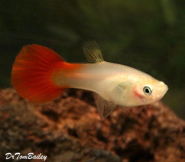 Premium FEMALE Coral Red Fancy Guppy