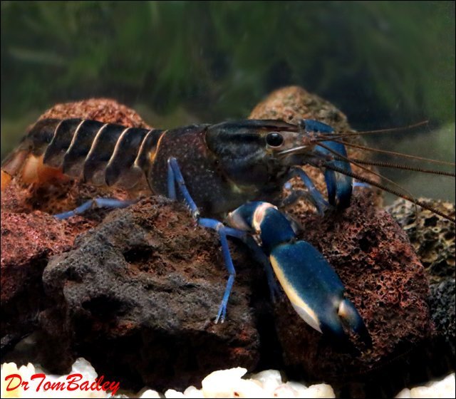 Premium Rare Marbled Blue Lobster