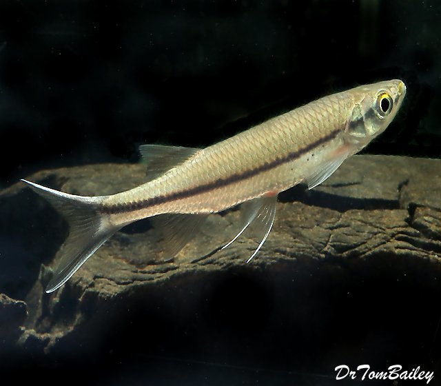 Premium WILD, Rare Apollo Shark