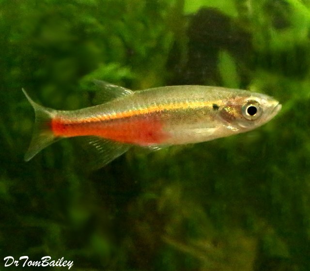 Premium WILD, Rare Fireline Devario, Nano Fish