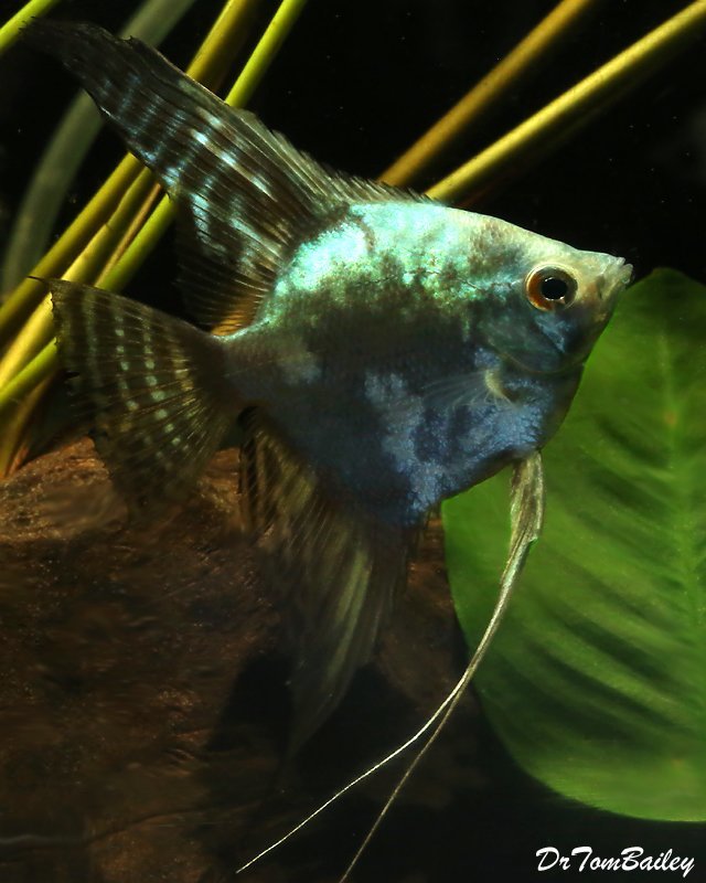 Premium WYSIWYG Blue Smoke Pinoy Angelfish
