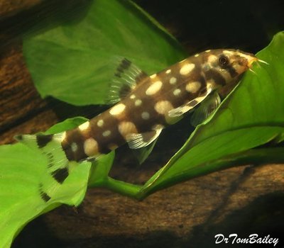 Premium Rare and very nice, WILD, Angelicus Loach, on SALE, was $14.99