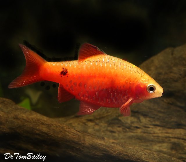 Premium Red Glass Rosy Barb