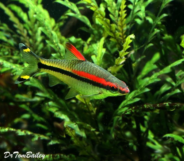 Premium Denison&#39;s Red Roseline Torpedo Barb SALE - was $14.99