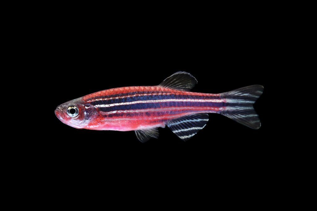 Premium Starfire Red Striped GloFish Danio